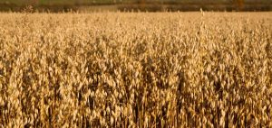 Contact Us | Busch Grains