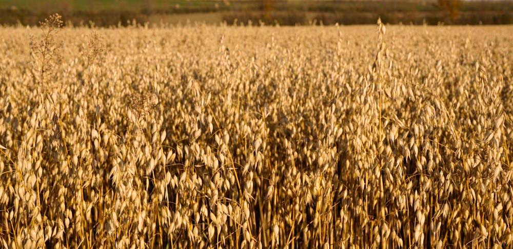 Contact Us | Busch Grains