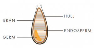 What is Oat Fiber?